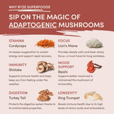 Mushroom Chicory